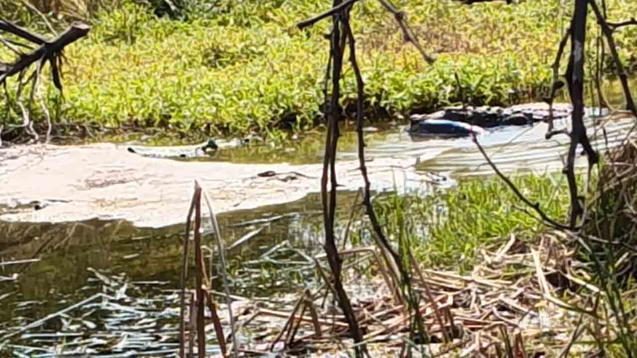 Crocodiles | నెట్టెంపాడులో రోడ్లపై సంచరిస్తున్న మొసళ్లు : వీడియో