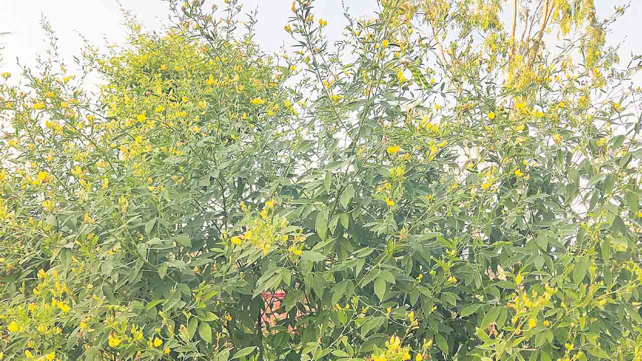 తొగరి.. లాభాలు భారీ