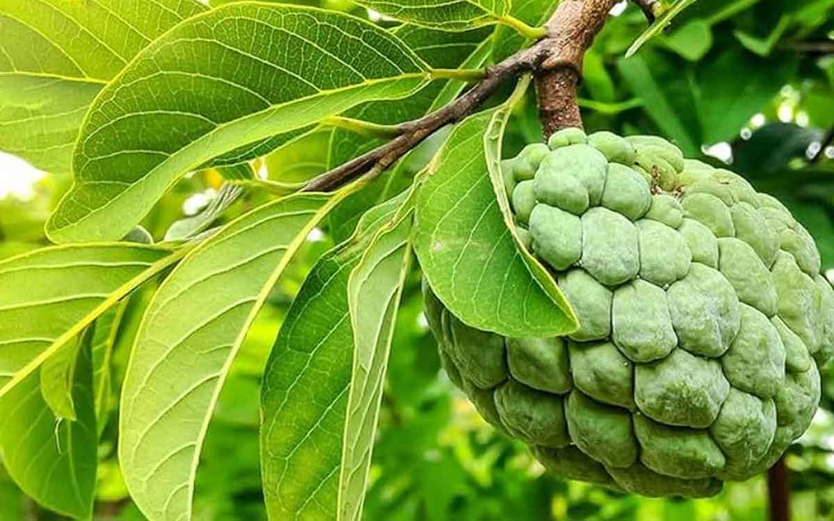 Custard Apple Leaves | సీతాఫ‌లం పండ్లే కాదు.. ఈ చెట్ల ఆకులు కూడా మ‌న‌కు ఉప‌యోగ‌క‌ర‌మే.. వీటితో ఏం జ‌రుగుతుందంటే..?