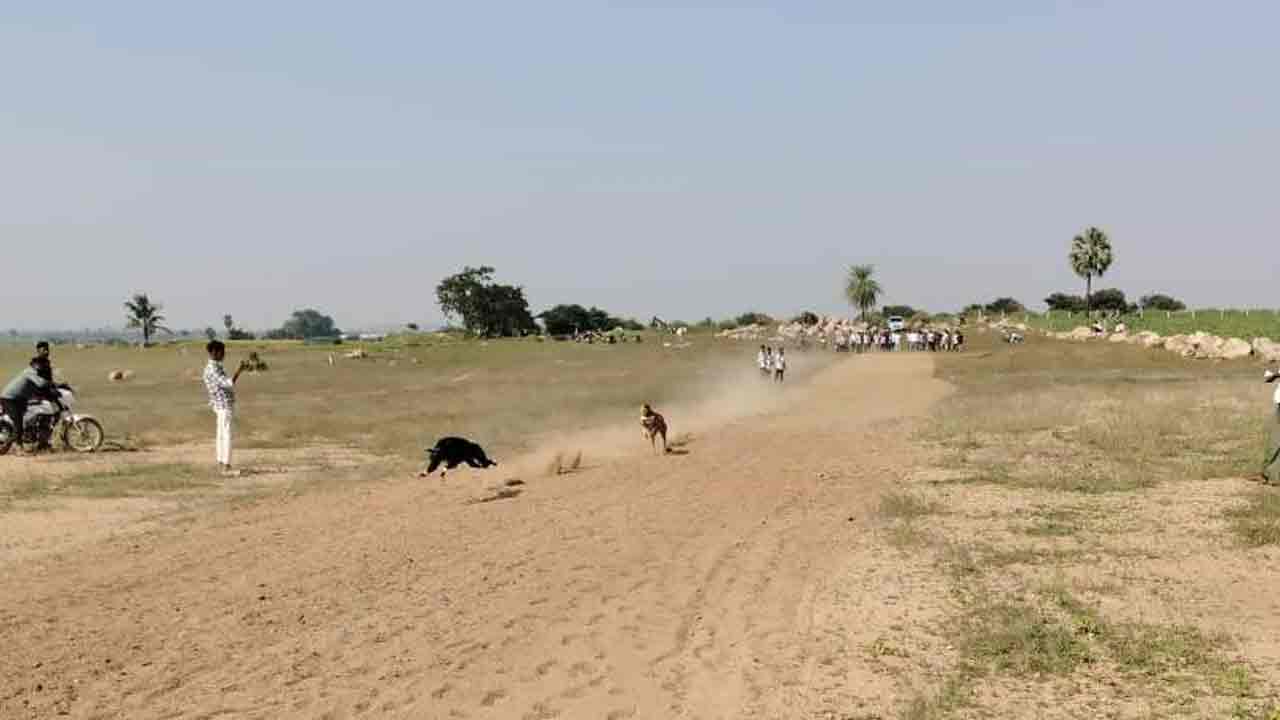Dogs Running | శునకాలకు పరుగు పందెం.. ప్ర‌థ‌మ స్థానంలో నైనా