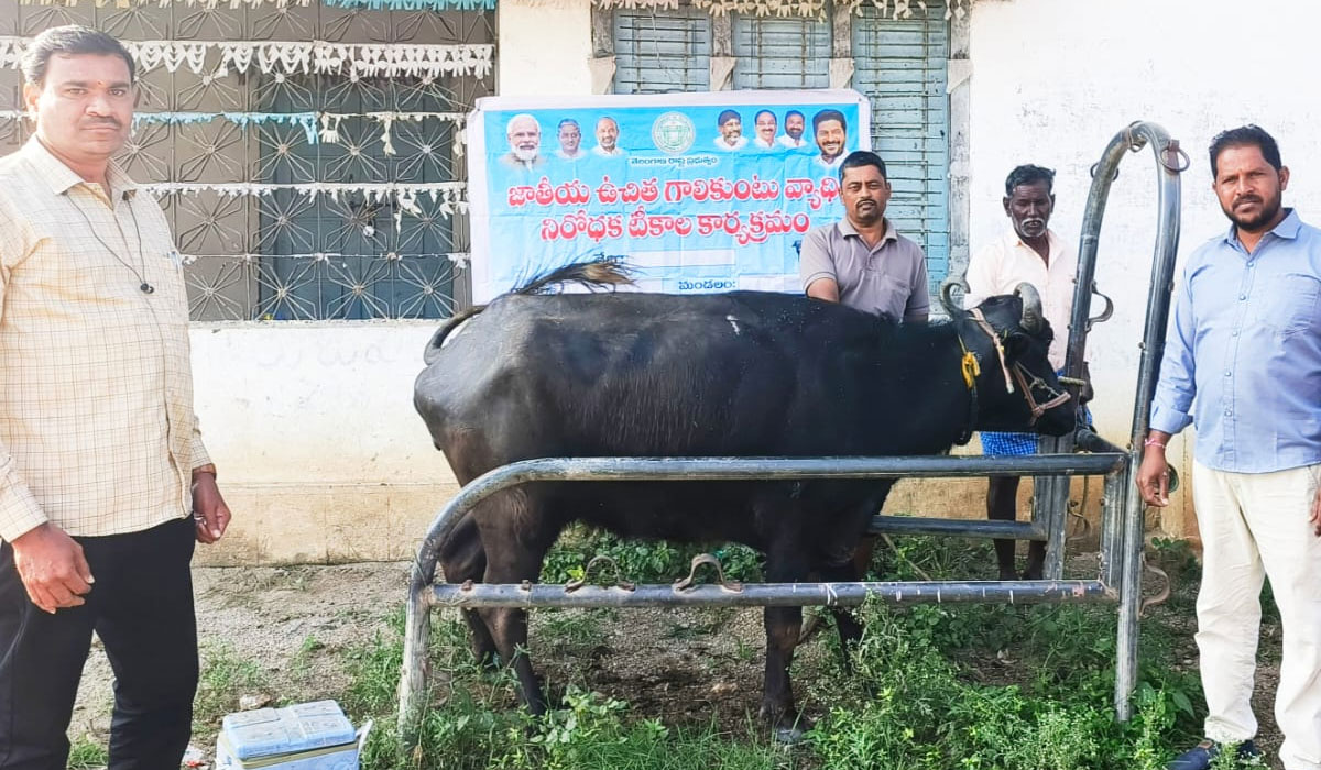 Ganneruvaram | గన్నేరువరంలో పశువులకు గాలికుంటు నివారణ టీకాలు