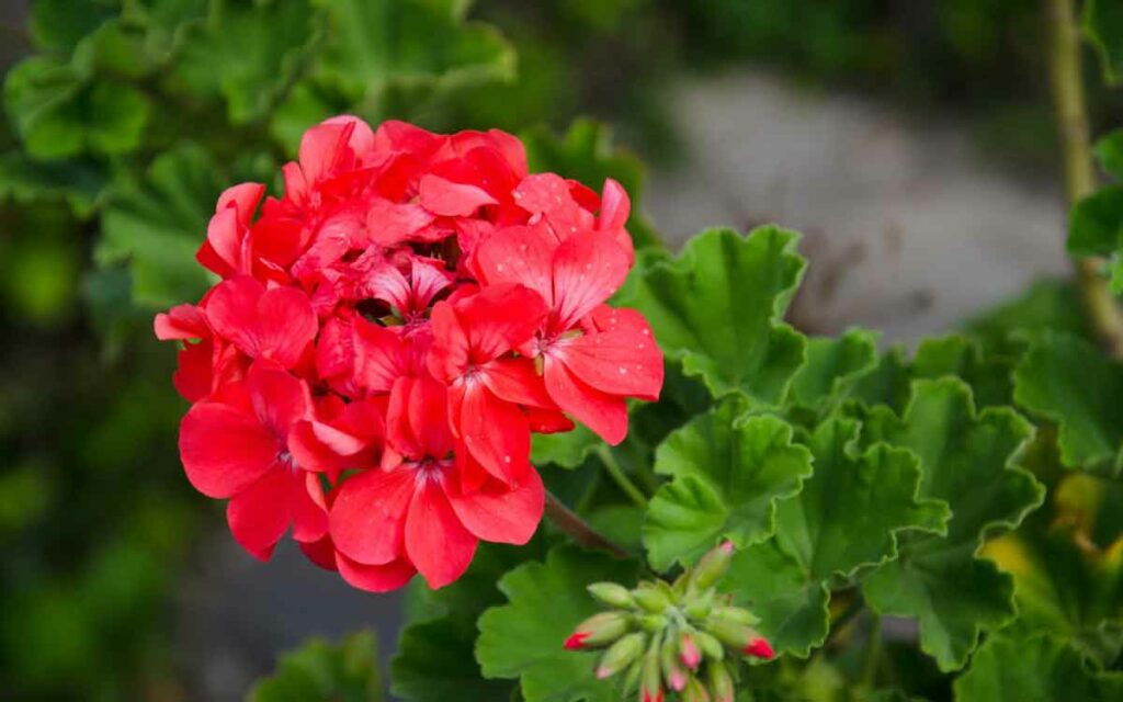 Geranium Plant