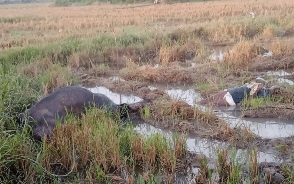 Ramannapet : విద్యుత్ షాక్‌తో బ‌ర్రె, కాప‌రి మృతి