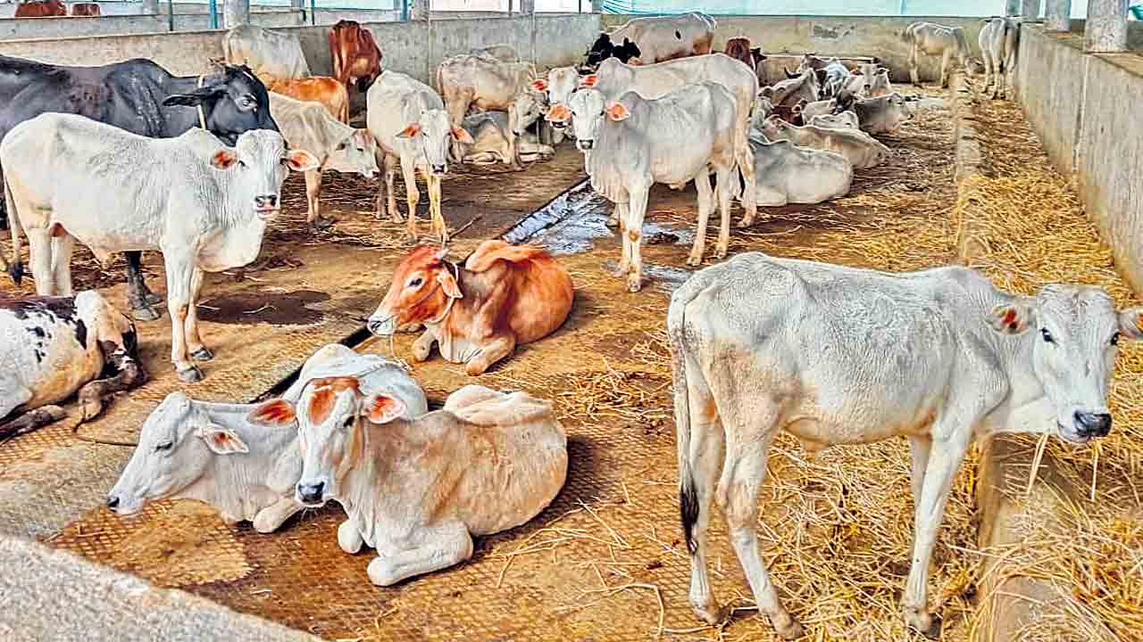 రాజన్న కోడెలు పక్కదారిపై విచారణ