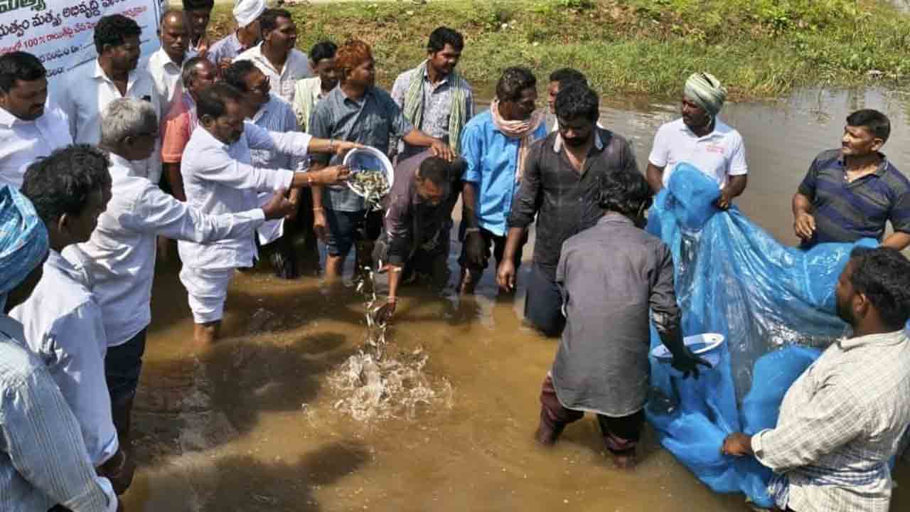 మత్స్యశాఖ మాయ