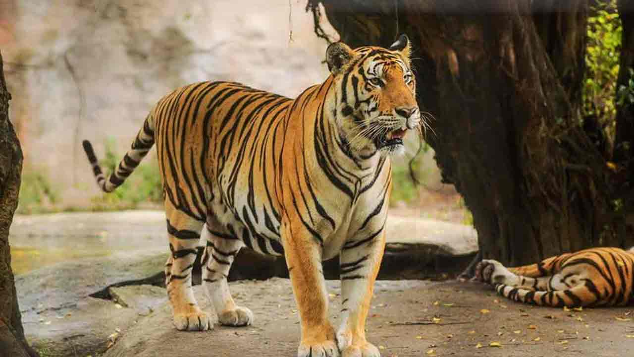 Leopard | ఇటుక‌ల్‌ప‌హాడ్‌లో చిరుత సంచారం.. ఆందోళ‌న‌లో గ్రామ‌స్తులు