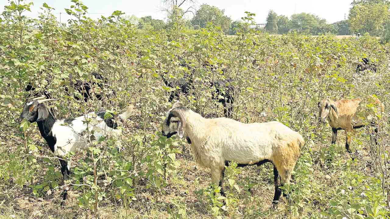 మేతకు పత్తి.. దిగుబడి రాక పంటను మేకలకు వదిలేసిన రైతు