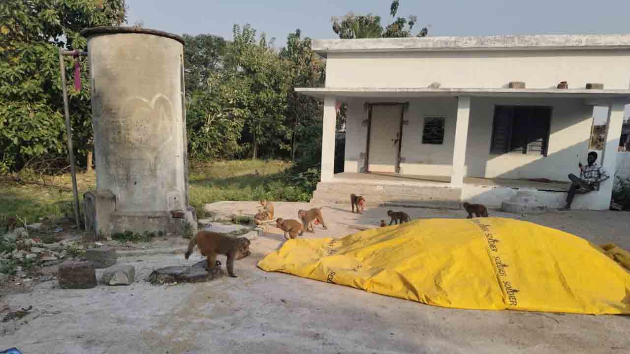 Monkeys | మంచరామిలో గ్రామంలో కోతుల బెడద ..భయాందోళనలో గ్రామస్తులు