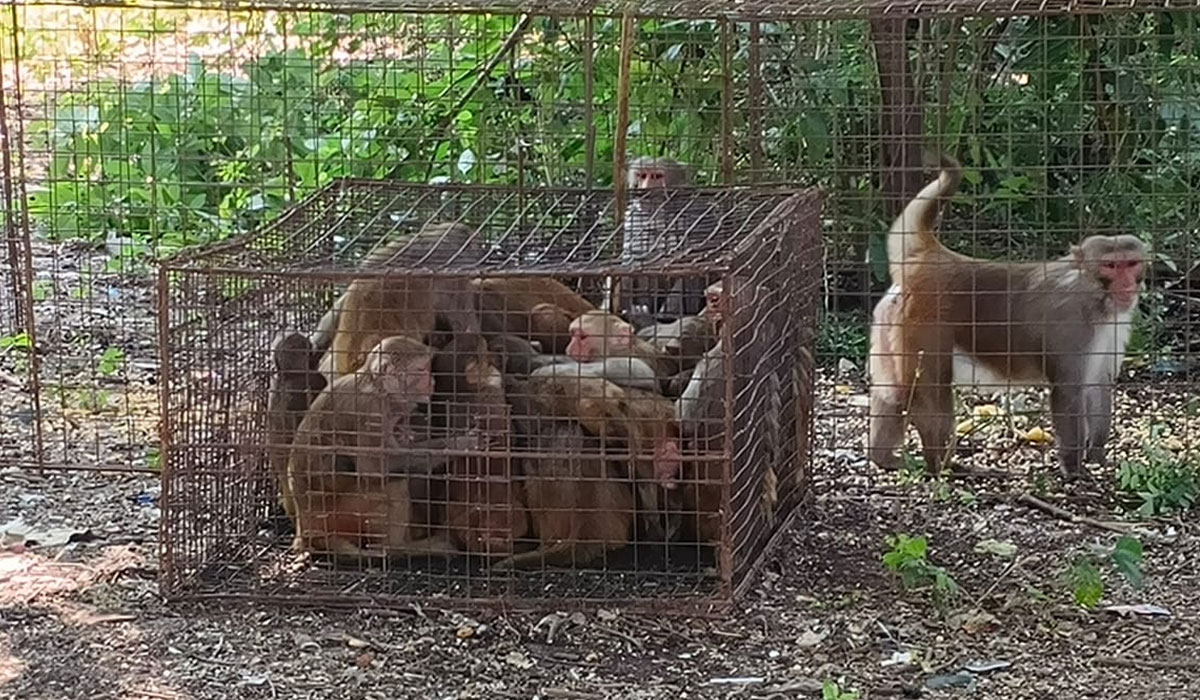 Mancharami | మంచరామిలో కోతుల నియంత్రణకు ఉప్పు లక్ష్మీ-తిరుపతి దంపతులు శ్రీకారం