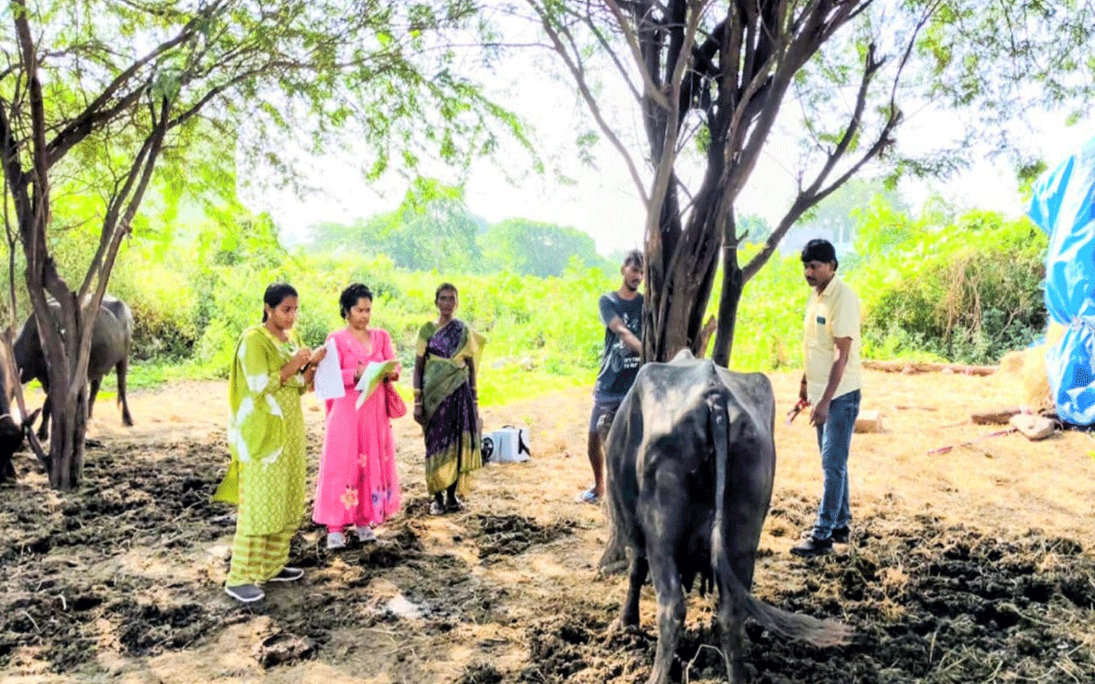 kattangur : పశువులకు గాలికుంటు నివార‌ణ‌ టీకాలు వేయించాలి : నీరజ