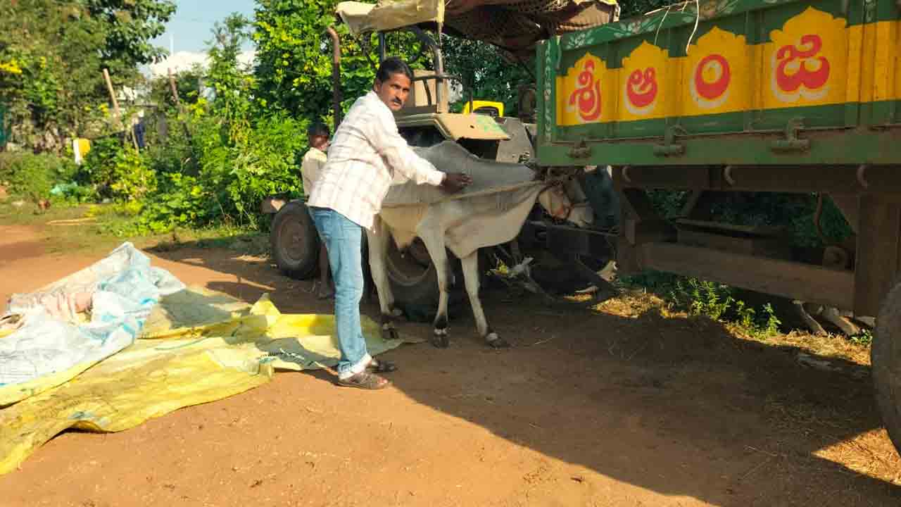 Peddapalli rural | పశువుల ఆరోగ్యం పట్ల రైతులు అప్రమత్తంగా ఉండాలి : డాక్టర్‌ అఖిల్ రాజ్