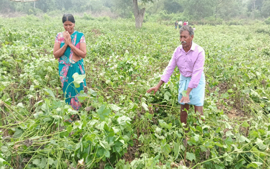 Chandrugonda : పోడు భూముల్లో పత్తి పంట ధ్వంసం చేసిన ఫారెస్ట్ అధికారులు