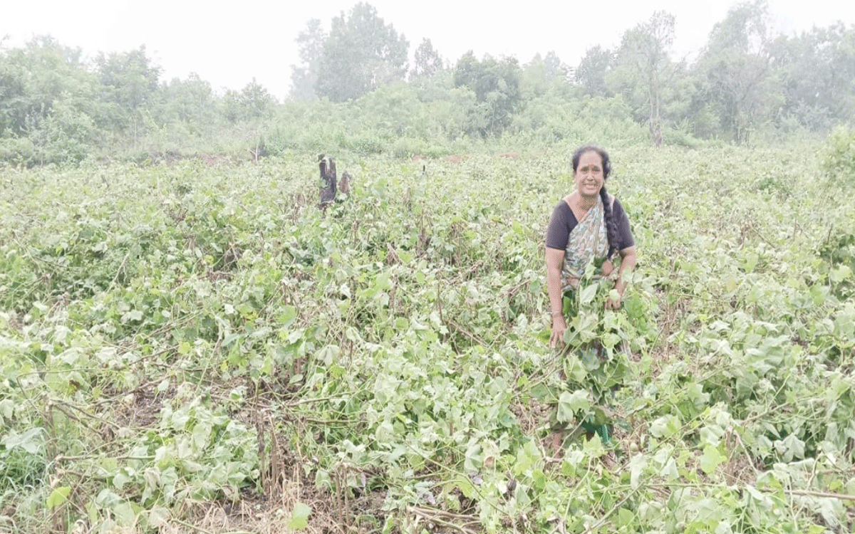 Chandrugonda : పోడు భూముల్లో పత్తి పంట ధ్వంసం చేసిన ఫారెస్ట్ అధికారులు
