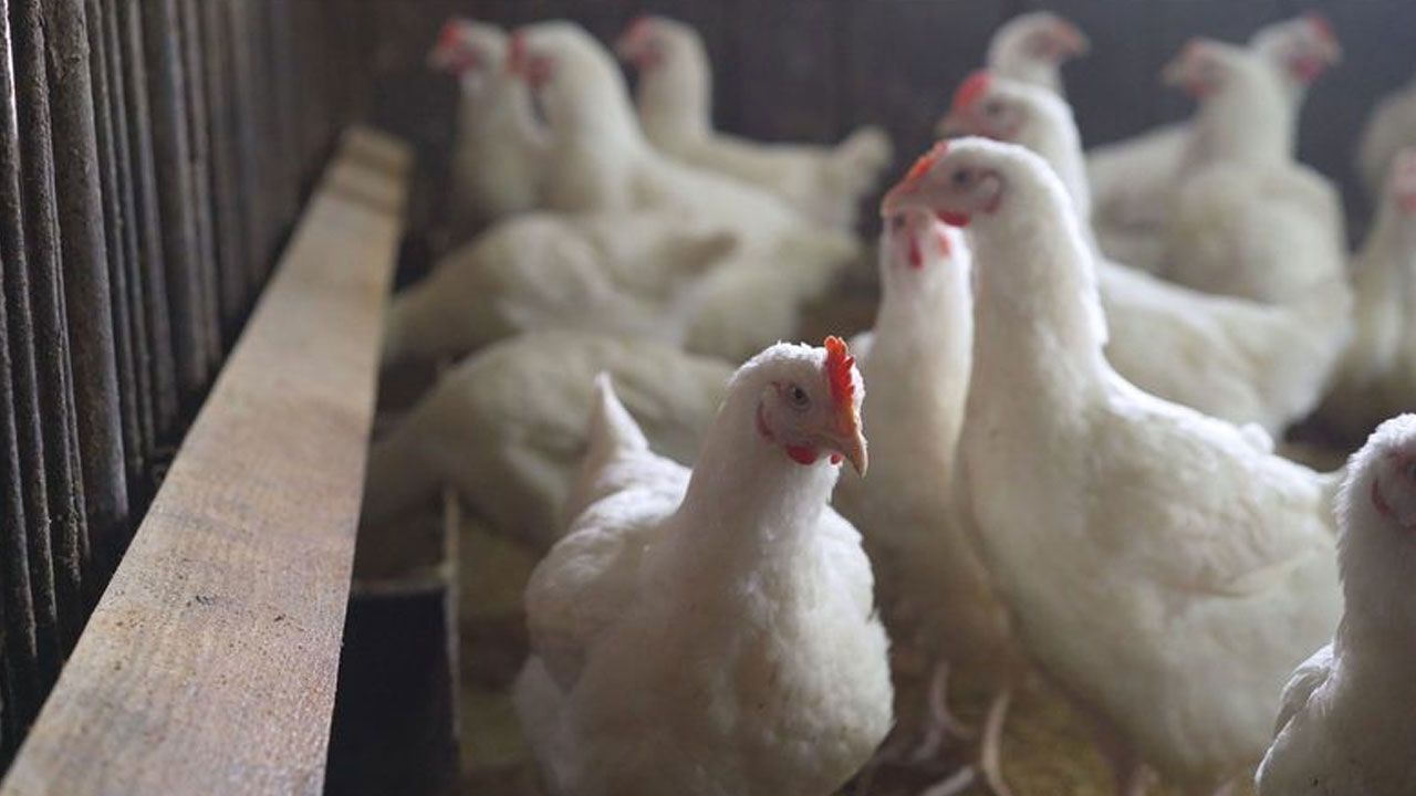 H5N5 Bird Flu: అమెరికాలో H5N5 బ‌ర్డ్‌ఫ్లూతో వ్య‌క్తి మృతి