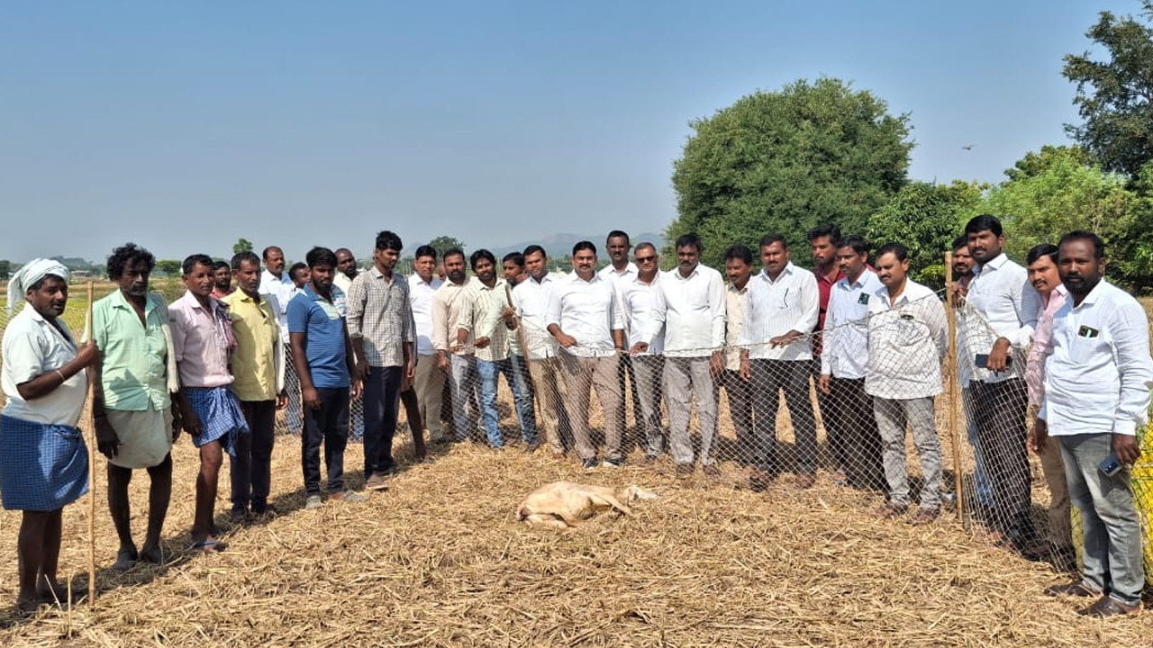 Peddapalli | విషాహారం తిని 42 గొర్రెలు మృత్యువాత.. పెంపకందారులను పరామర్శించిన బీఆర్ఎస్ నాయకులు