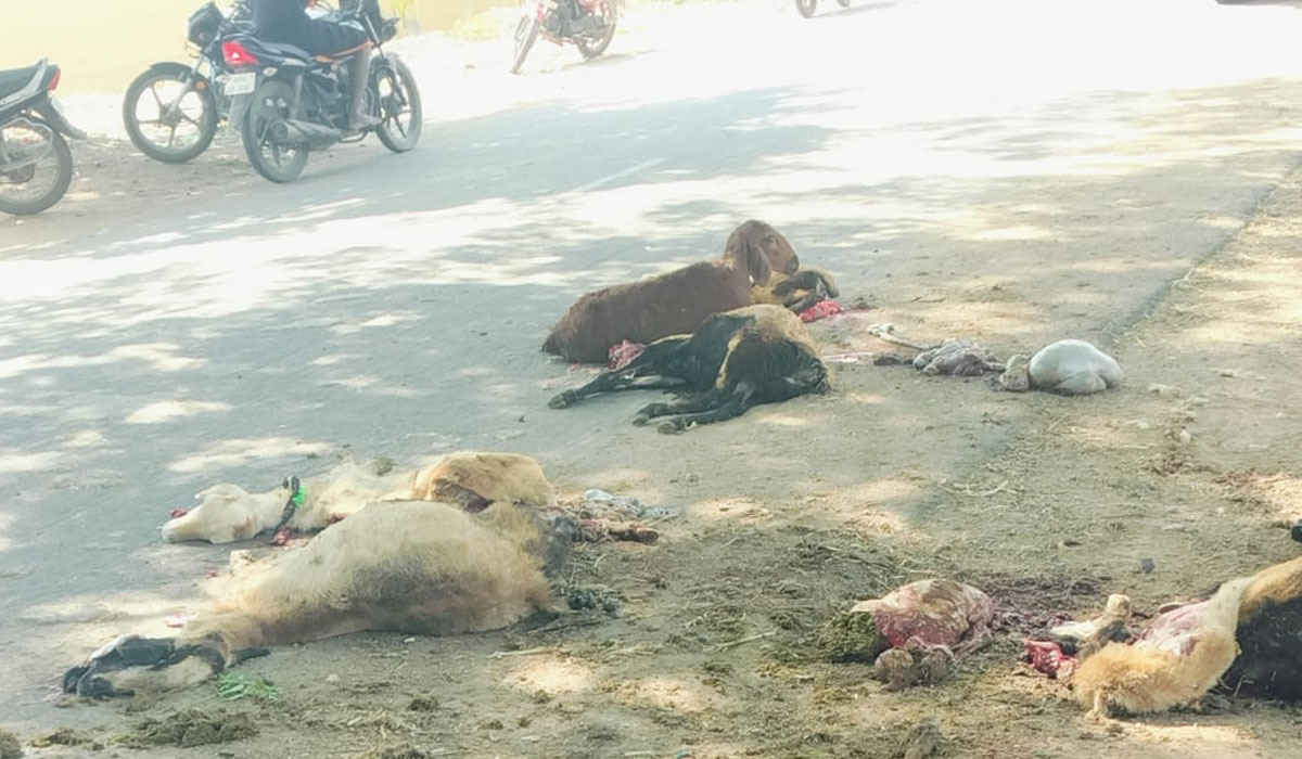 Kalvasrirampur | కాల్వశ్రీరాంపూర్‌లో టిప్పర్ ఢీకొని గొర్రెల మృతి