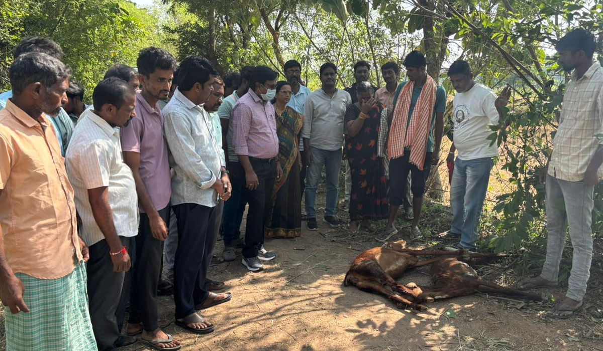 Food poison | పెర్కపల్లి విషాహారం తిని 36 గొర్రెల మృతి.. మరో 40 మూగజీవాలకు అస్వస్థత