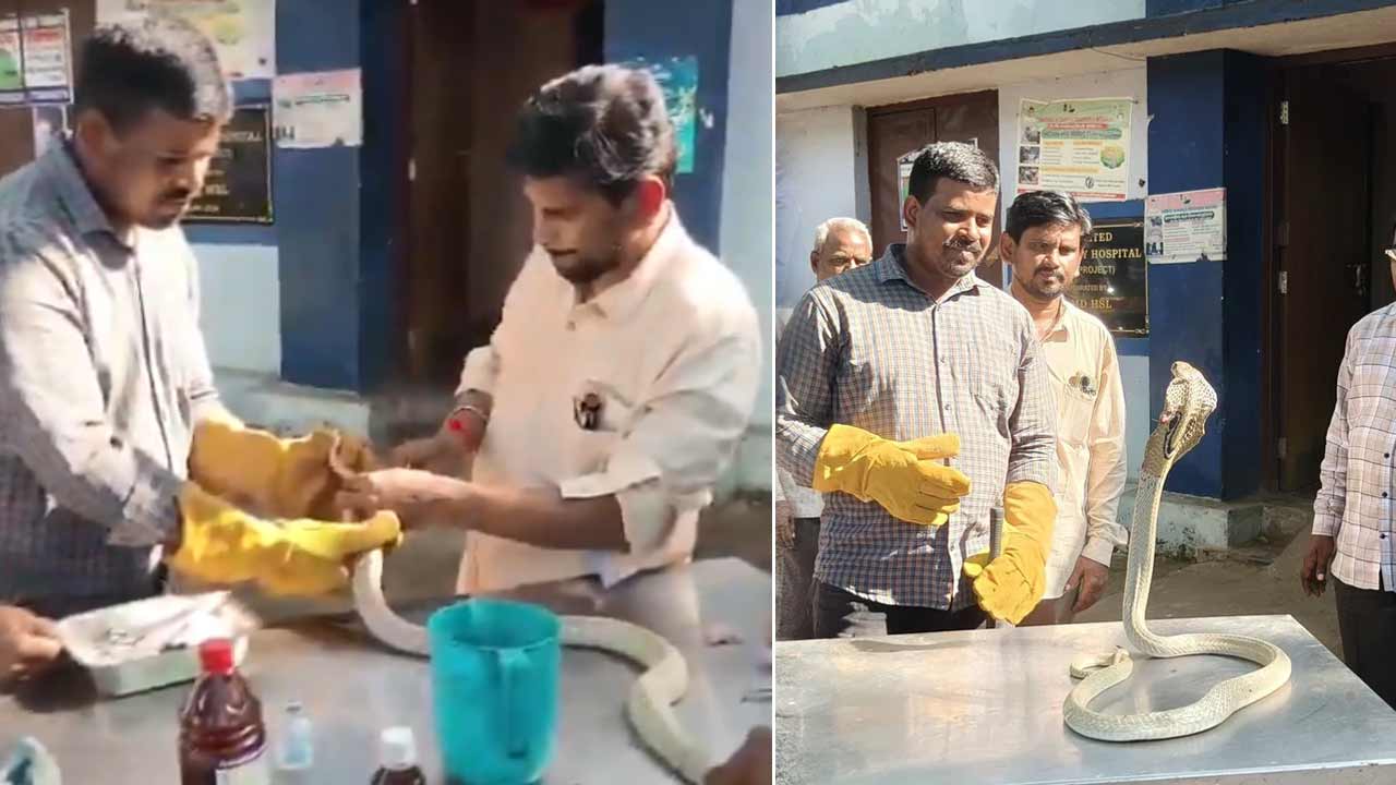 Vizag | వైజాగ్‌లో శ్వేత నాగుకు అరుదైన సర్జరీ.. పడగపై గాయానికి 8 కుట్లు వేసిన డాక్టర్లు!