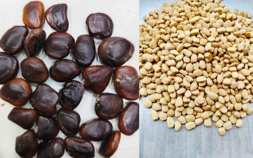 Tamarind Seeds