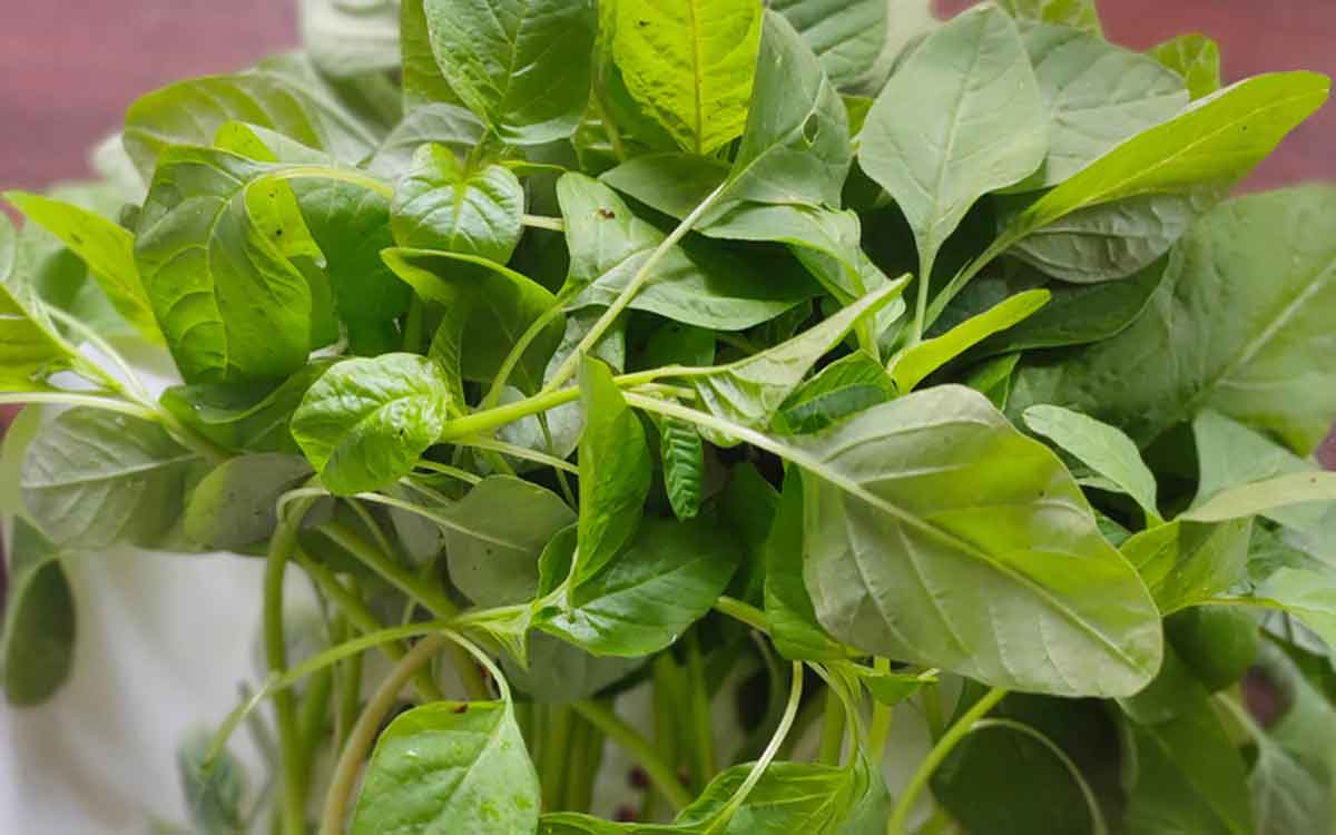 Amaranth Leaves | తోట‌కూర‌ను లైట్ తీసుకోకండి.. దీంతో క‌లిగే లాభాలు తెలిస్తే ఆశ్చ‌ర్య‌పోతారు..!