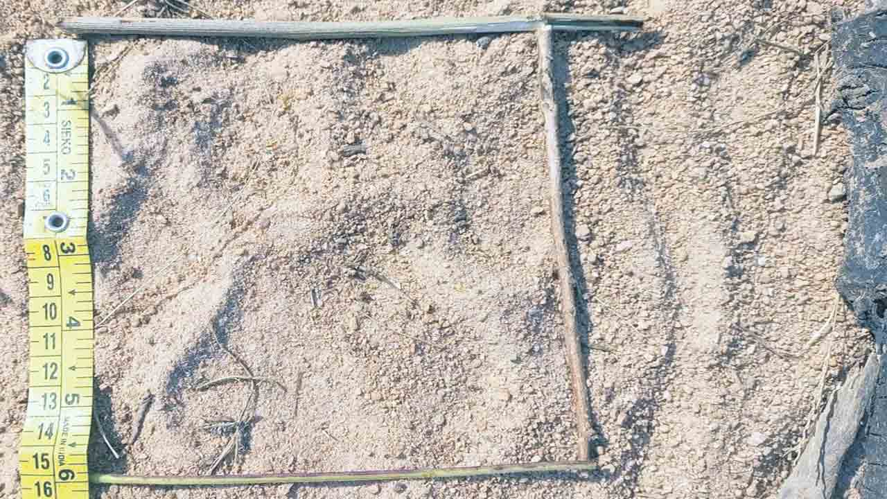 పెద్ద పులి సంచారం