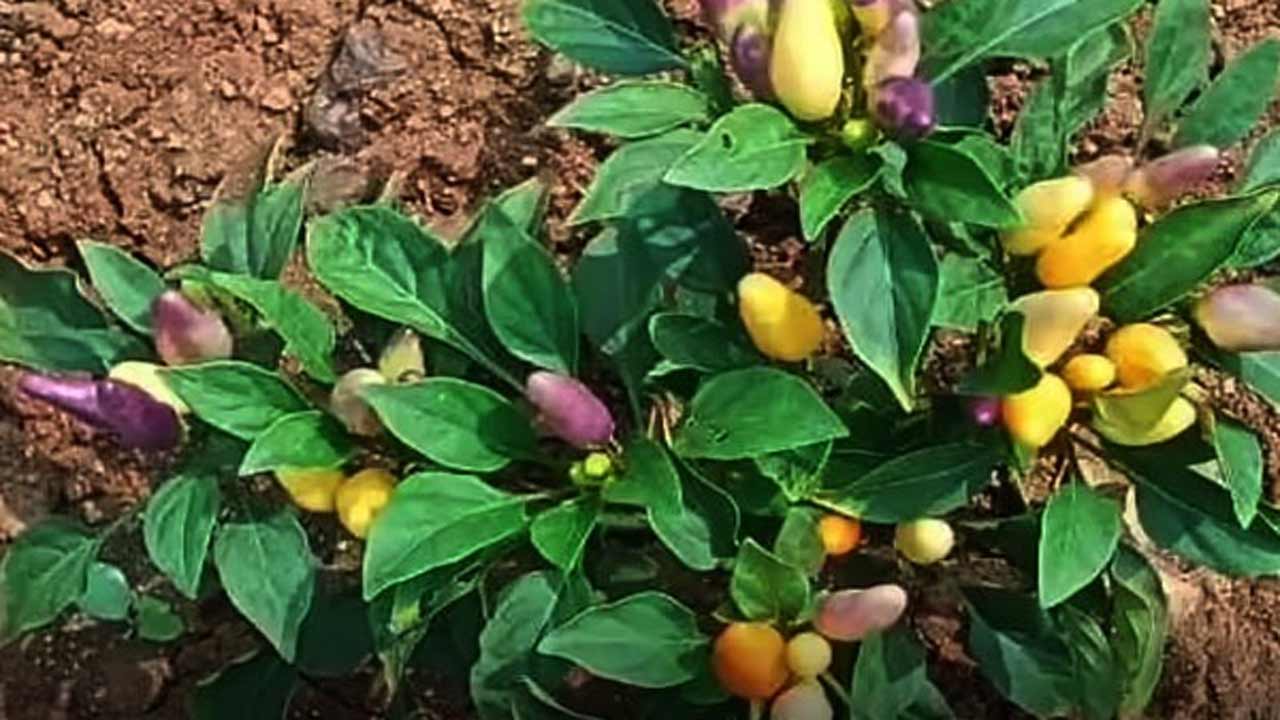 AP News | మిరప మొక్కకు టమాటాలు.. వంకాయలు.. ఎన్టీఆర్‌ జిల్లాలో వింత