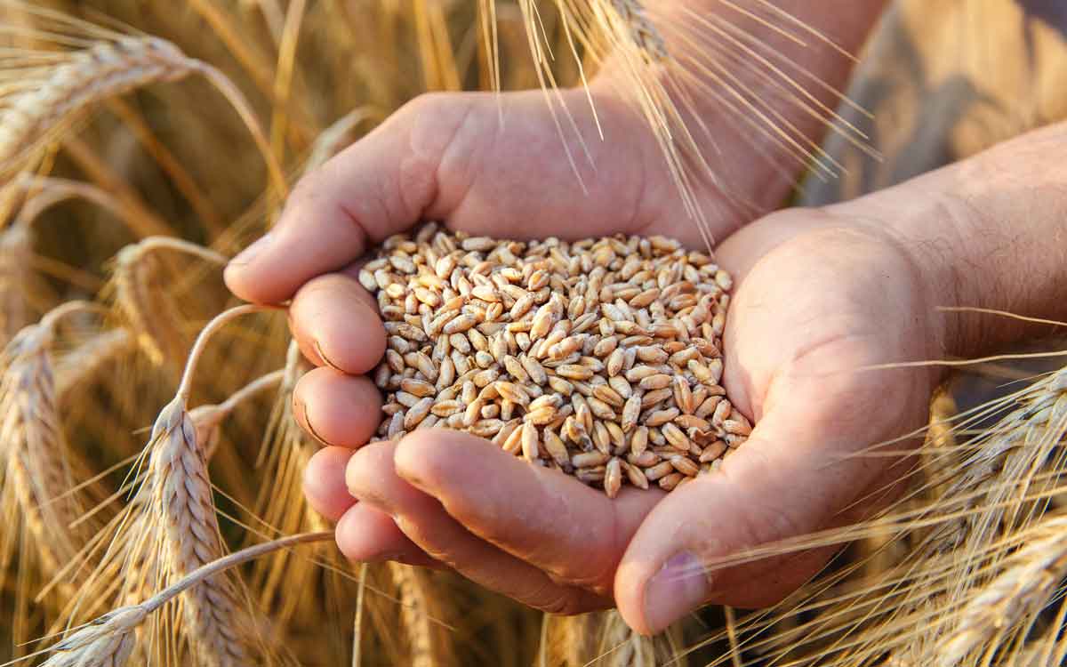 Wheat | గోధుమ‌లు అంటే కేవ‌లం చ‌పాతీలే కాదు.. ఇలా కూడా తీసుకోవ‌చ్చు.. ఎన్నో లాభాల‌ను అందిస్తాయి..!