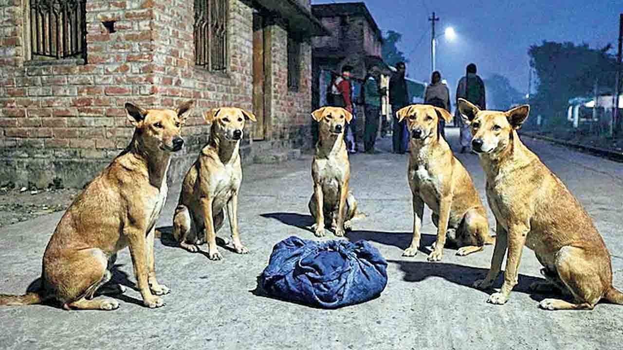 కన్నవాళ్లు వదిలేస్తే.. కాపాడిన వీధి కుక్కలు