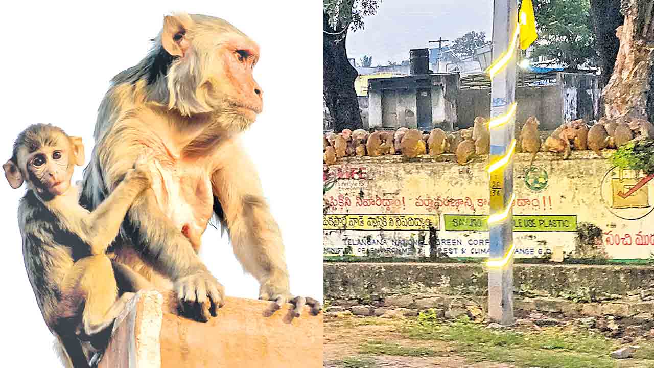 పంచాయతీల్లో కోతి కొమ్మచ్చి.. కోతుల బెడద నివారణే ప్రధాన ఎజెండా