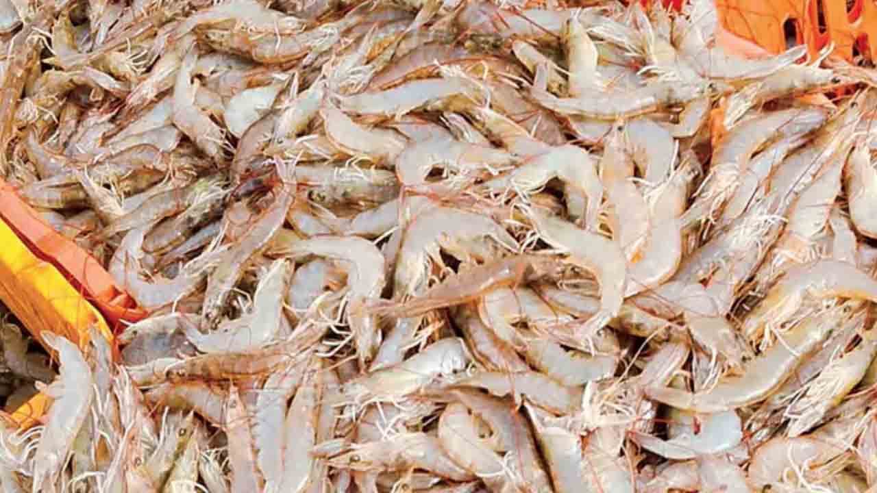 ఈ ఏడాది రొయ్య పిల్లల పంపిణీ జరిగేనా?