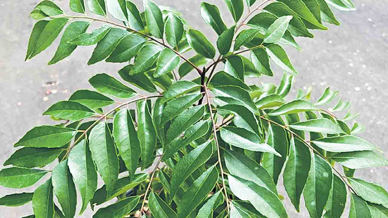 కరివేపాకును కాపాడుకుందాం