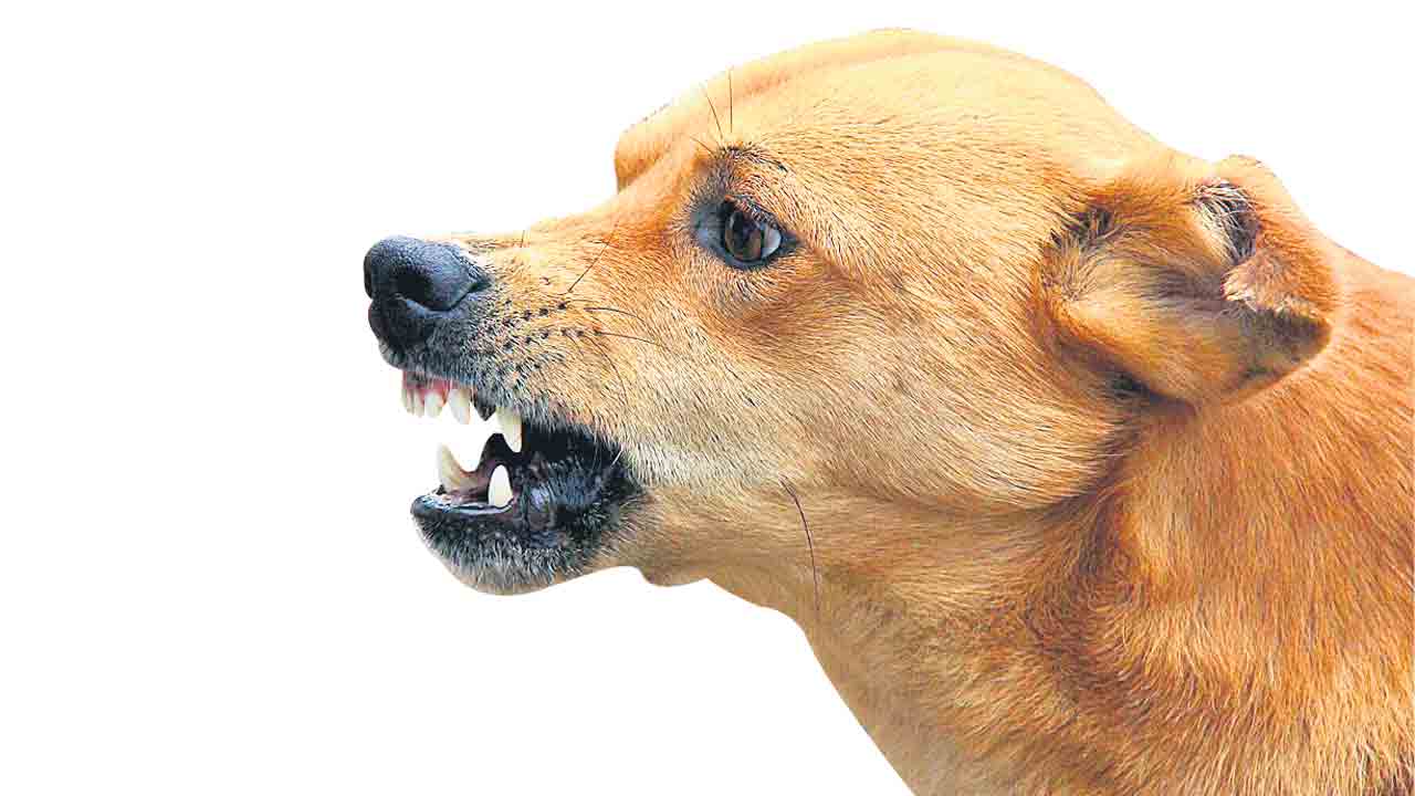 కుక్క కాటేస్తే వేటే !