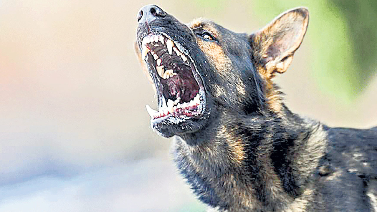 రాజన్న భక్తులపై శునకాల దాడి