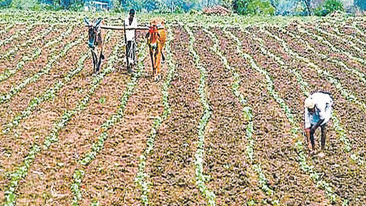 ఈ విత్తన బిల్లు రైతును రక్షించదు!