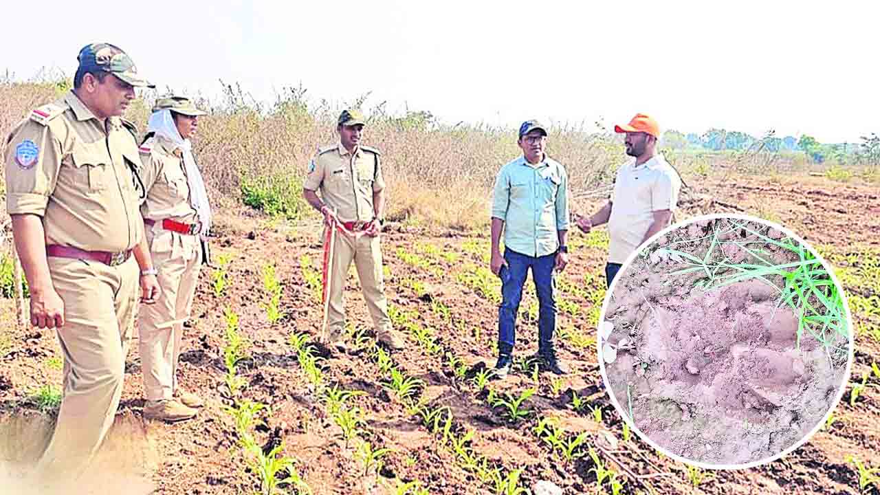 జడల్‌పేట శివారులో పులి సంచారం
