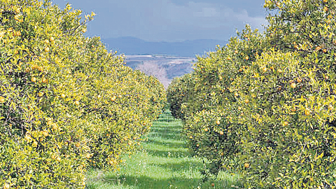 కాంగ్రెస్‌ పాలనలో ఉద్యానసాగు అస్తవ్యస్తం.. ప్రణాళికలతో సరిపెడుతున్న సంబంధిత అధికారులు