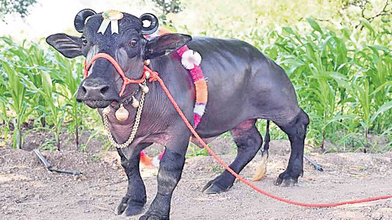 మూడు అడుగుల బర్రె.. గిన్నిస్‌ బుక్‌లో చోటుదక్కించుకున్న రాధ