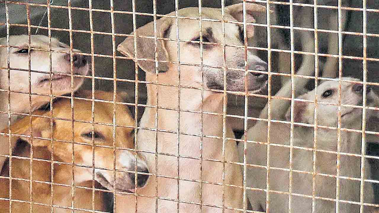 ఐదు శునకాలకు జీవిత ఖైదు