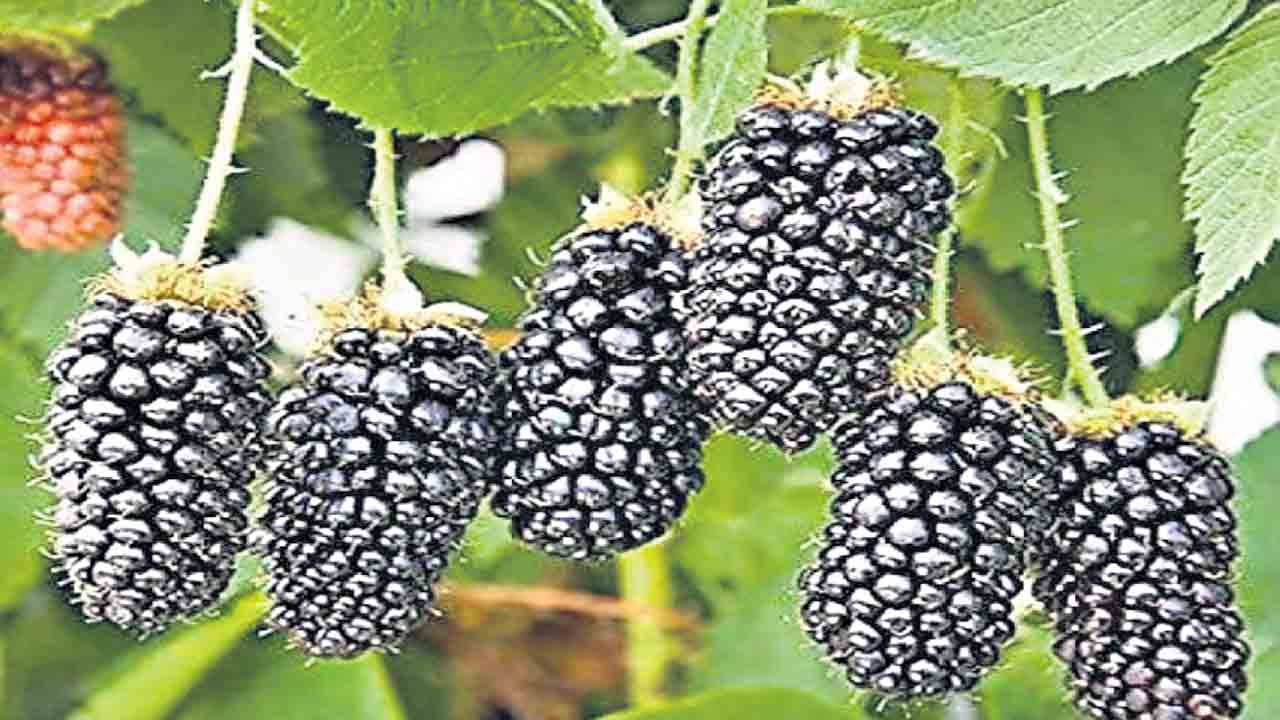 ఘనం.. పీవీ వనం