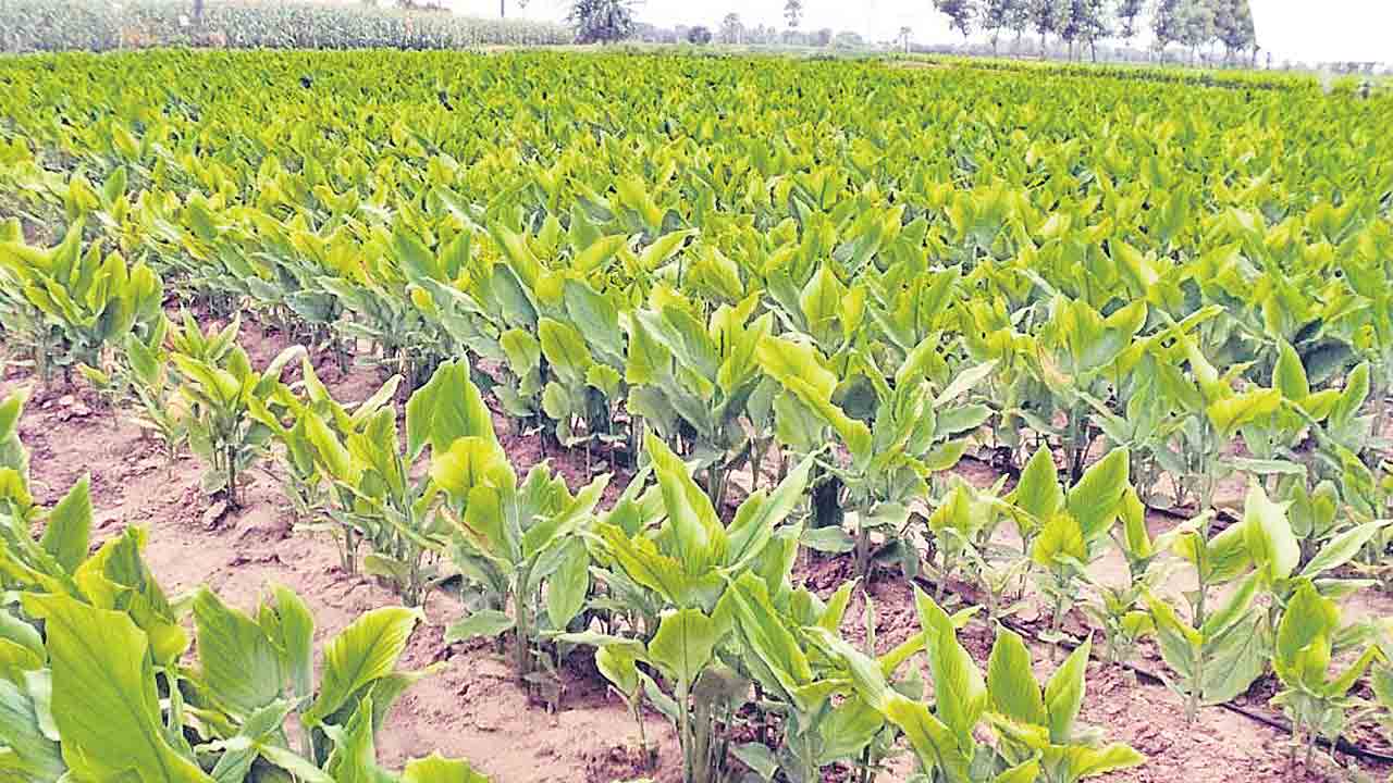 పసుపు మెరిసేనా మద్దతు దక్కేనా ?