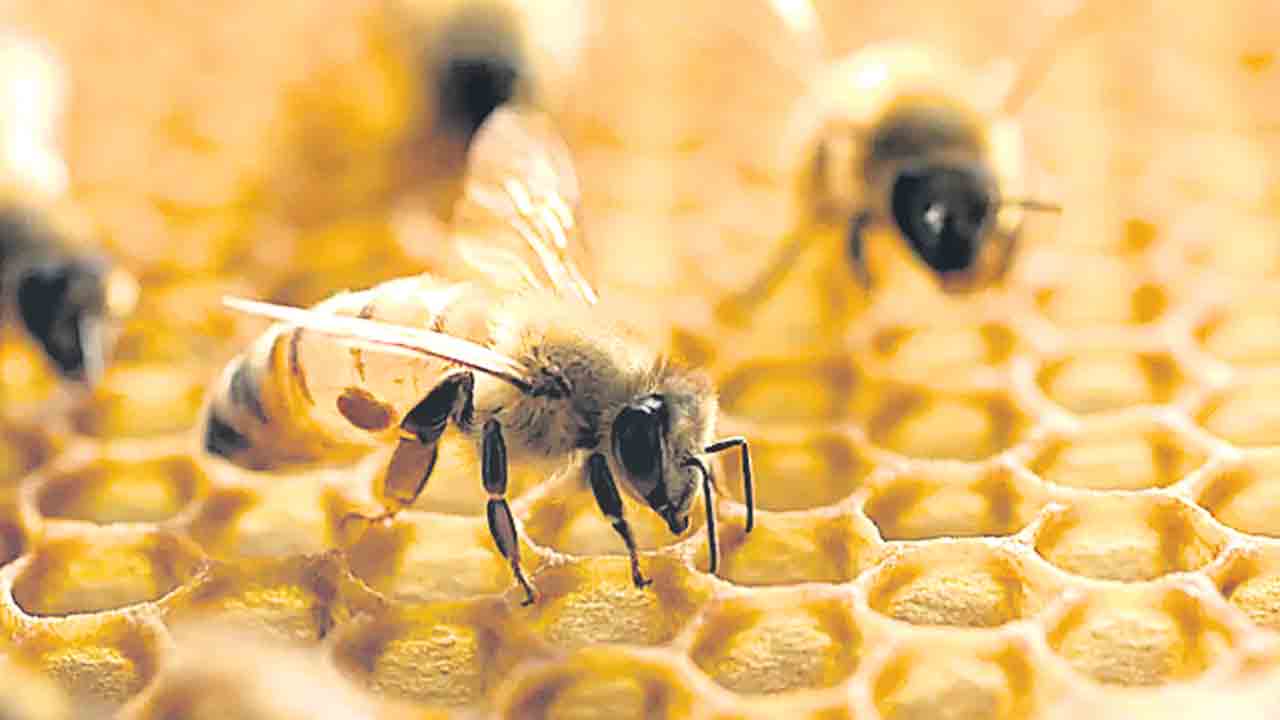 తేనెటీగల విషంతో రొమ్ము క్యాన్సర్‌కు చికిత్స