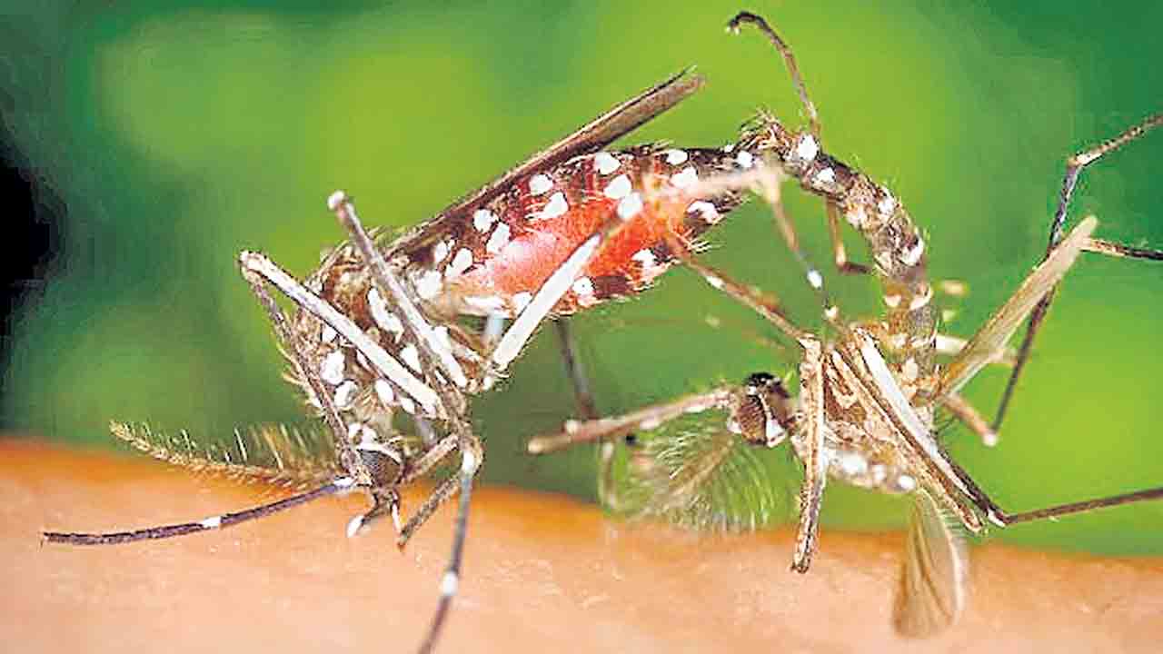 డెంగ్యూ కట్టడికి 65,000 మగ దోమల విడుదల!