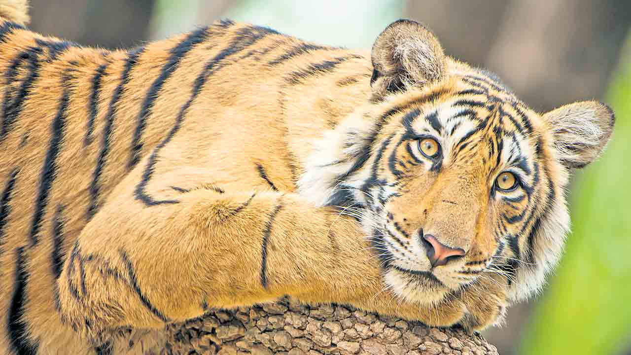 జనవరిలో పులుల లెక్కింపు