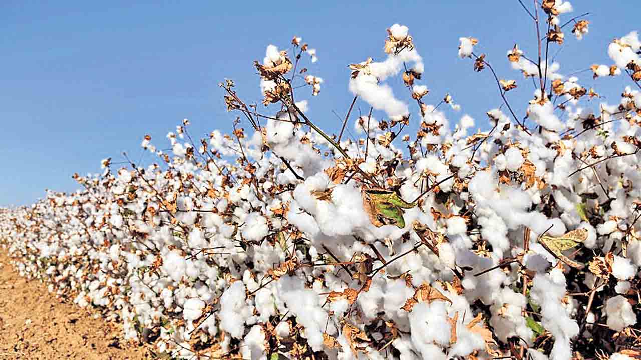 Cotton | ‘తేమ’లో వాత.. ధరలో కోత! తేమ తక్కువ ఉన్నా.. ఎక్కువ నమోదు చేయడంతో నష్టం