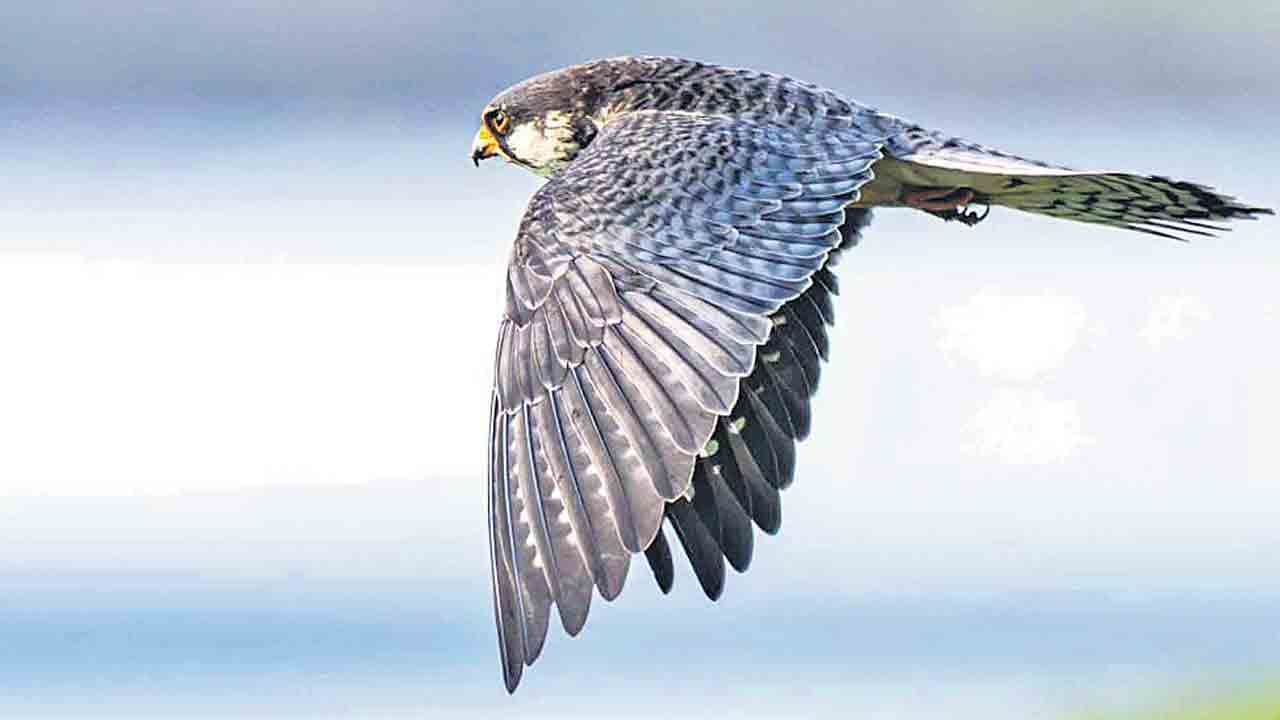 కిష్టారెడ్డిపేటలో అమూర్‌ ఫాల్కన్‌