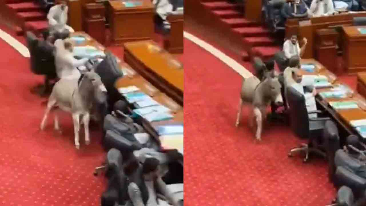 Watch: పాక్‌ పార్లమెంట్‌ సమావేశాల్లో గాడిద.. వీడియో వైరల్‌