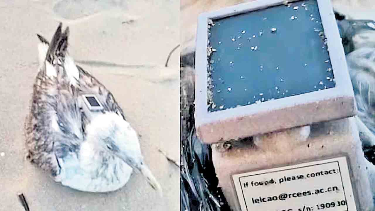 కర్ణాటకలో చైనా స్పై బర్డ్‌ కలకలం!