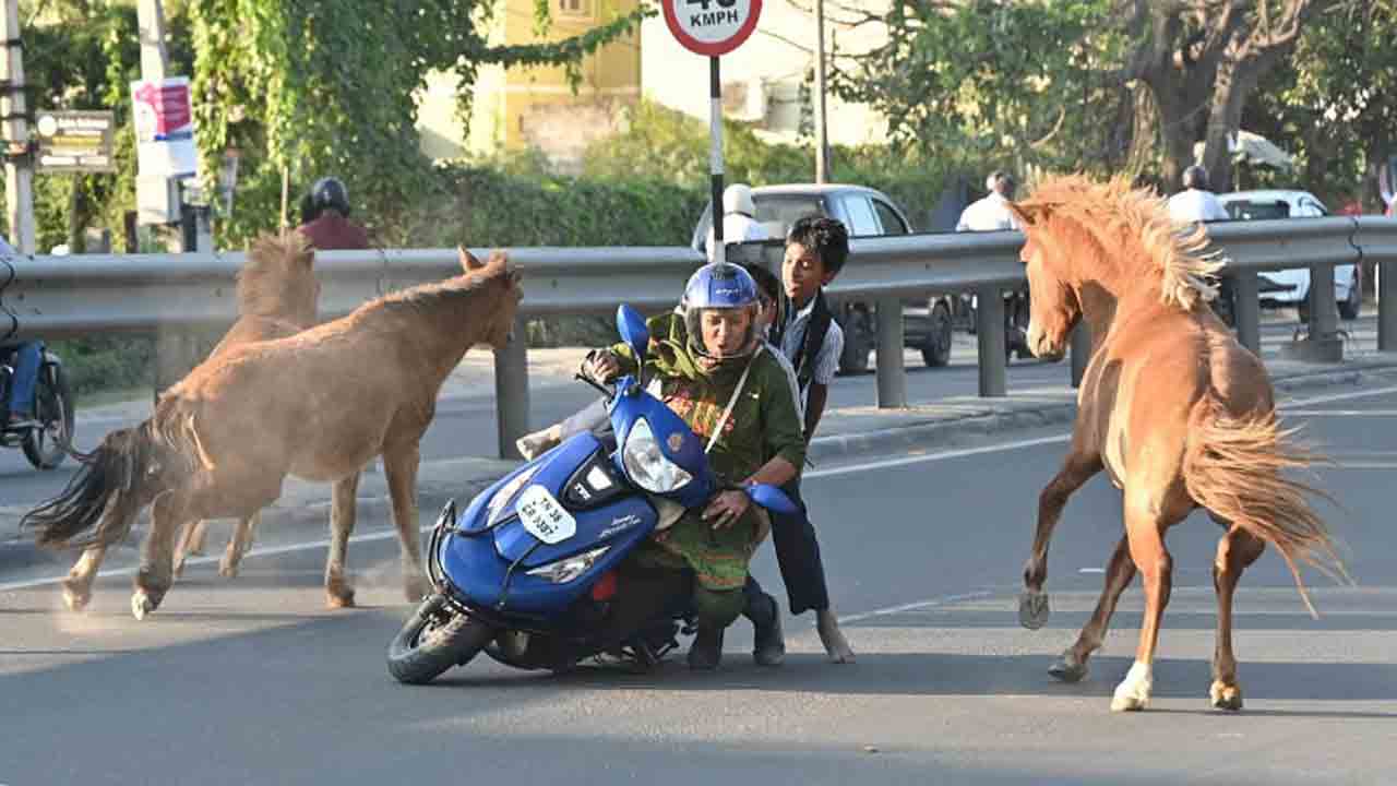Horses Run Across Busy Road | రద్దీ రోడ్డుపై గుర్రాల పరుగులు.. తర్వాత ఏం   జరిగిందంటే?