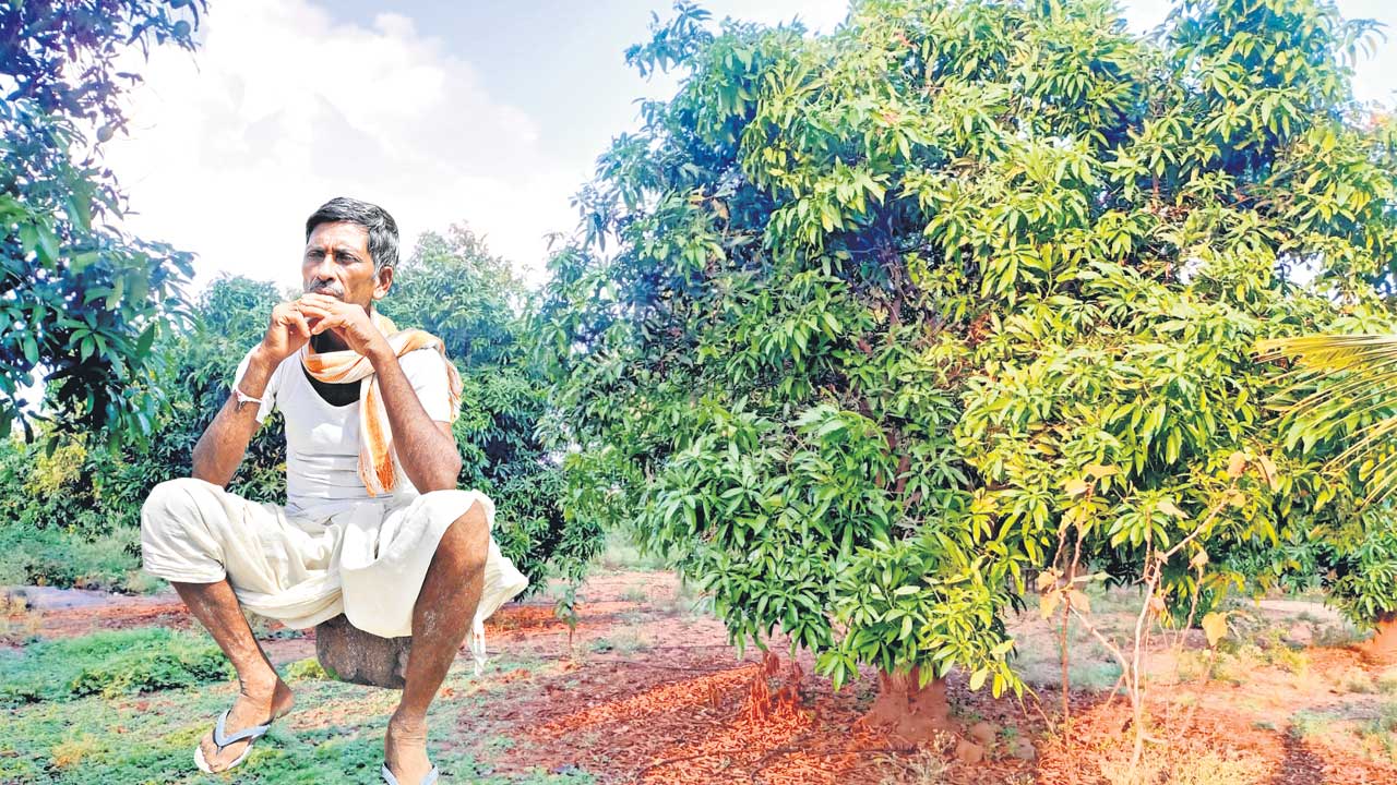 మామిడి రైతు వణుకు