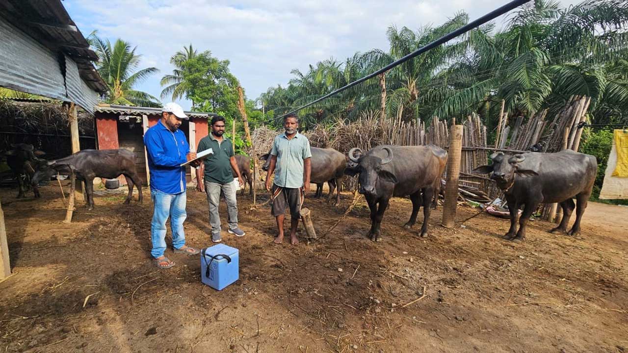 పశువుల లెక్కేది?